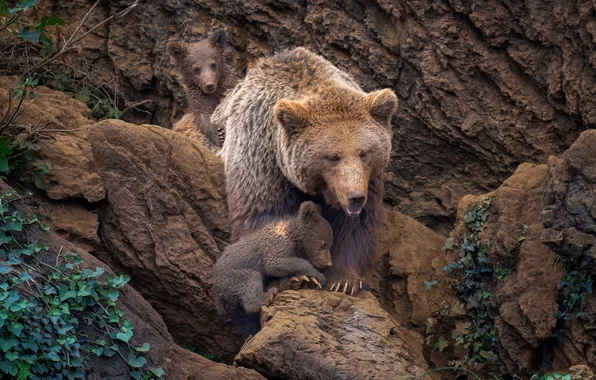 Face, stones, tree, bears, bears, poses, bear, vines