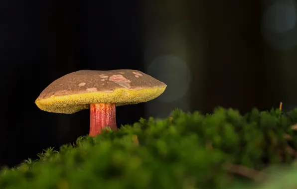 Picture mushroom, moss, boletus bicolor