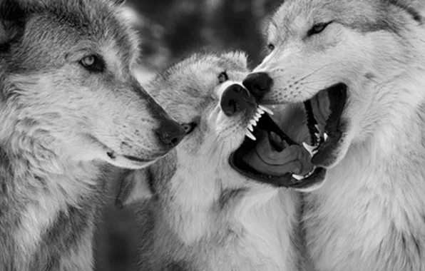 Nature, predator, animal, wolf, wildlife, portrait, portrait., Canis lupus. face