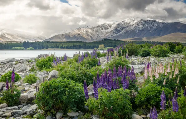 Picture flowers, mountains, New Zealand