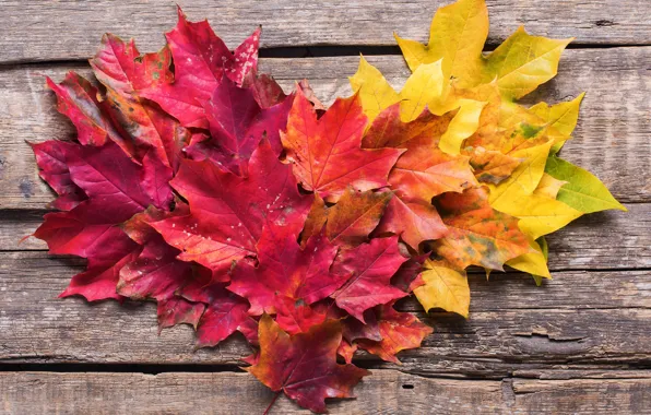 Picture autumn, leaves, background, colorful, maple, wood, background, autumn