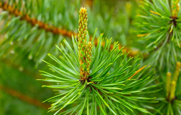 Green, tree, pine, twig