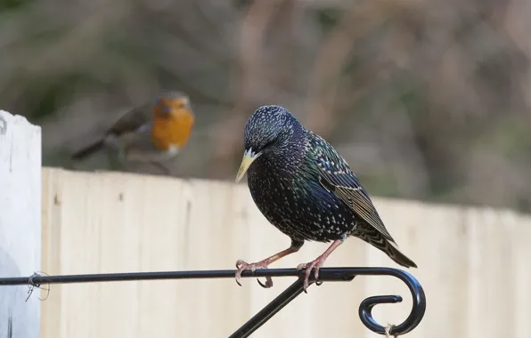 Picture birds, nature, the fence, Robin, Starling