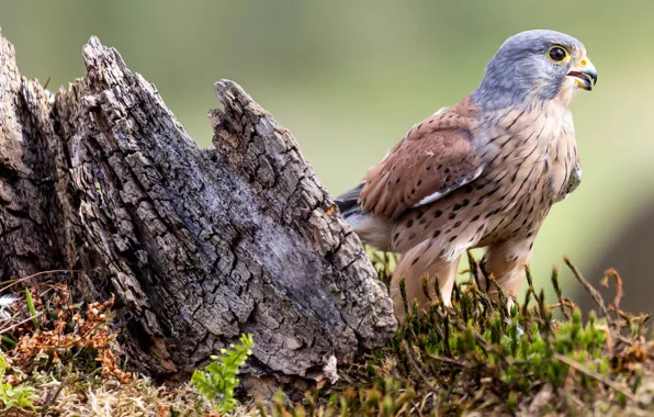 Picture bird, Wallpaper, closeup, common Kestrel