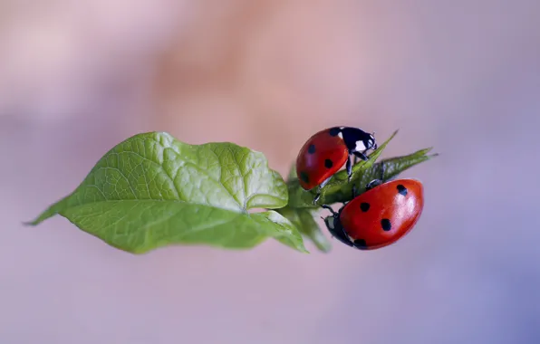 Picture macro, nature, sheet, bugs, a couple, ladybugs, Rina Barbieri