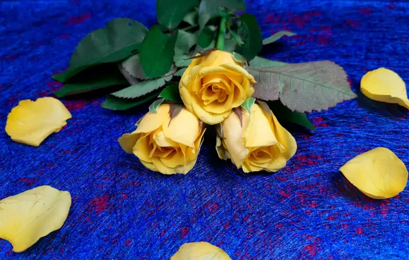 Flowers, rose, roses, bouquet, yellow, petals, blue background