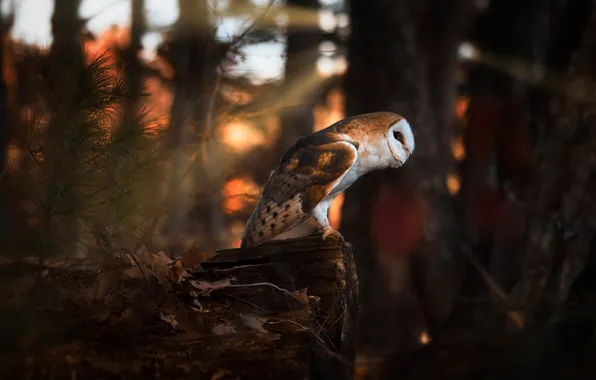 Picture forest, the dark background, owl, bird, needles, bokeh, the barn owl