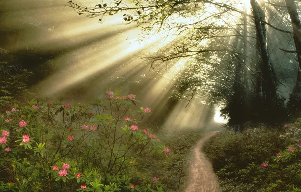 Picture forest, flowers, track, the flow of light