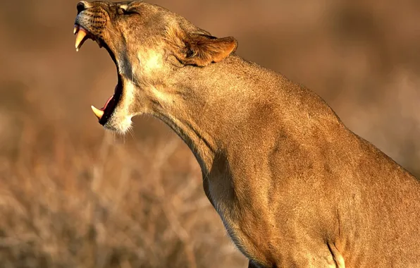 Picture fangs, lioness, roar