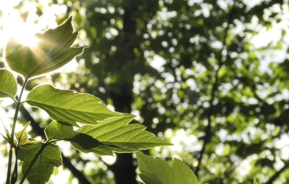 Greens, forest, leaves, macro, light, nature, green, glare