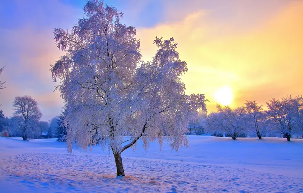Winter, the sun, nature, blue, tree