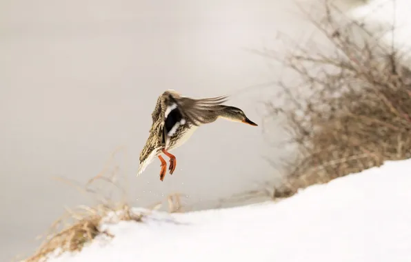 Picture winter, bird, duck