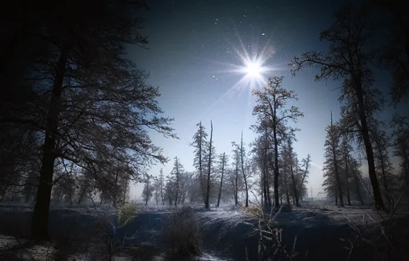 Picture winter, forest, snow, trees, landscape, nature