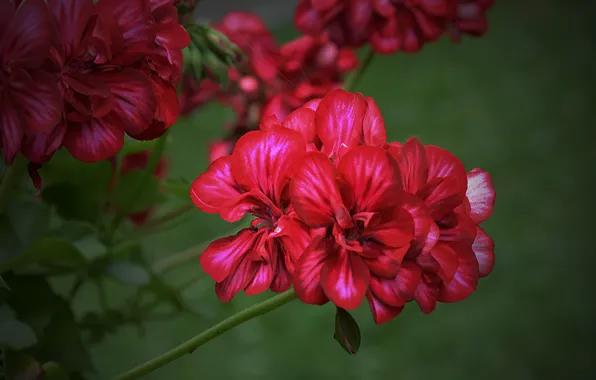 Picture red, red, flowers, flowering, Flowers, bokeh, bokeh, flowering