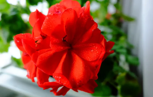 Flower, drops, macro, Rosa, red, geranium, red petals, geranium