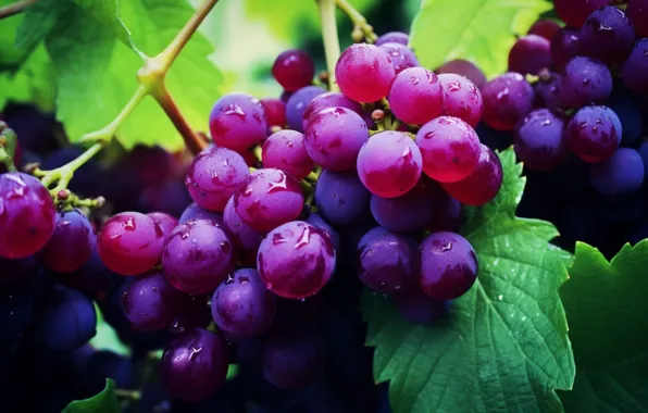 Leaves, nature, harvest, grapes, vineyard, hang, bunches of grapes, bunch of grapes