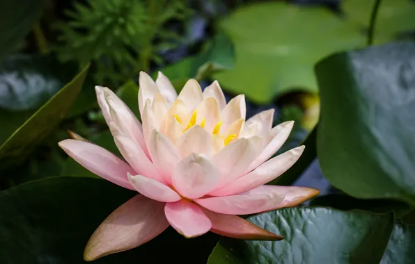Picture leaves, petals, Lily, Nymphaeum, water Lily