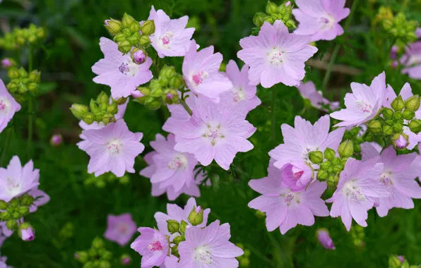 Picture greens, flowers, garden, pink, buds, lavatera, mallow