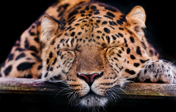 Mustache, face, paw, leopard, sleeping, the dark background