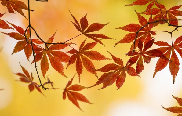 Autumn, leaves, branch, maple