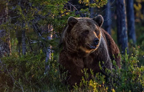 Picture forest, nature, bear