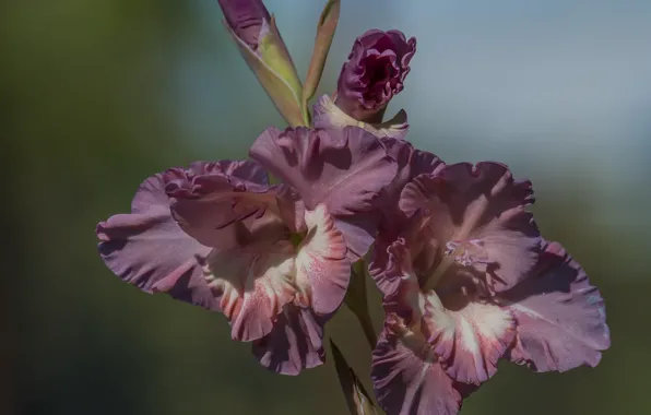 Flower, nature, autumn, bokeh effect, gladiolus