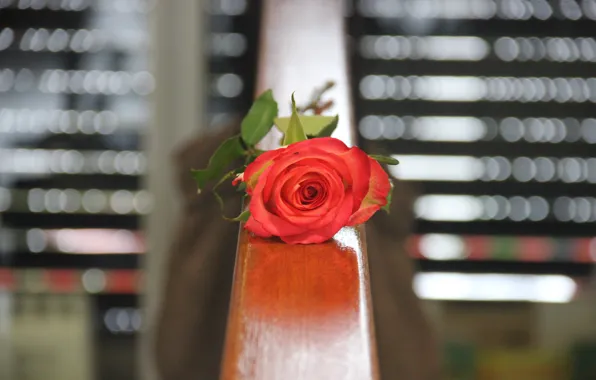 Rose, flower, beauty