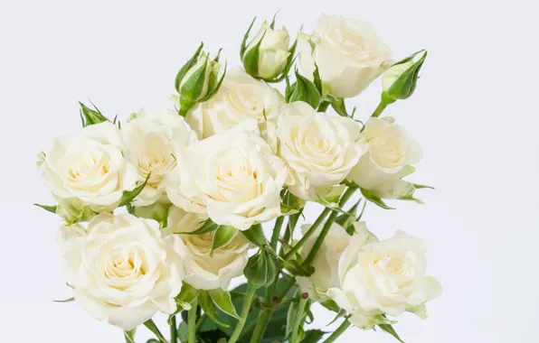 Picture roses, white, buds