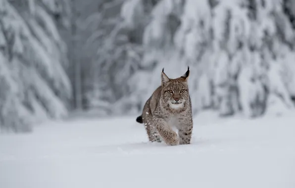 Winter, forest, snow, the snow, lynx