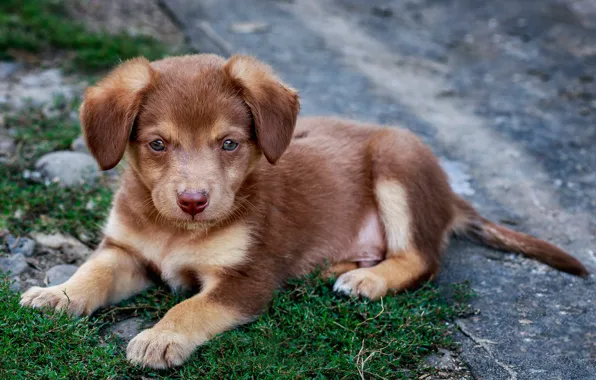Red, puppy, dog