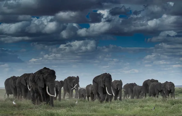 The sky, grass, clouds, birds, clouds, blue, elephant, elephants
