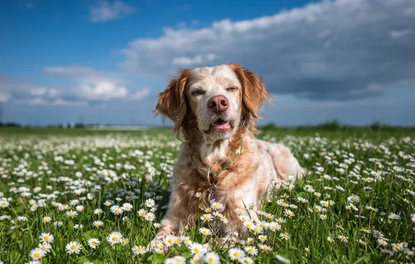 Field, the sky, look, clouds, flowers, nature, pose, chamomile