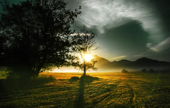 Picture the sun, trees, fog, hills, focus, morning, the sun's rays