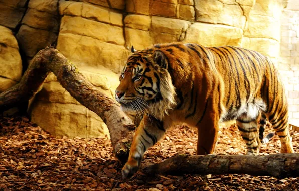 Leaves, tiger, rock, wall, log