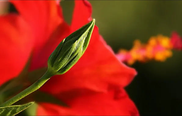 Picture flower, nature, hibiscus