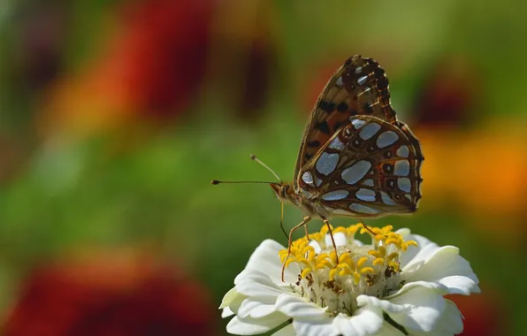 Flower, macro, butterfly, wings, beautiful, closeup