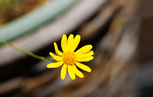 Picture flower, flowers, yellow, background, widescreen, Wallpaper, blur, stem