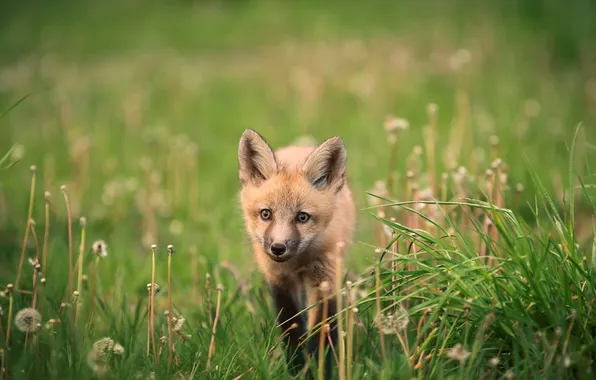 Picture summer, nature, Fox