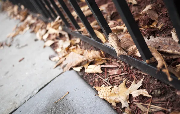Autumn, leaves, macro, sheet, foliage, grille, the sidewalk, fallen
