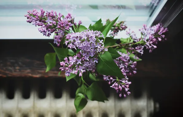 Bouquet, petals, lilac