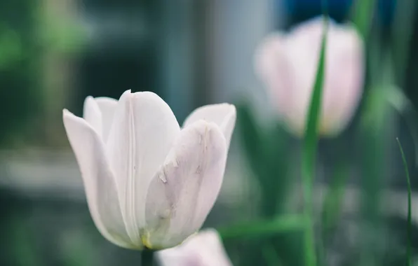 Flowers, petals, tulips
