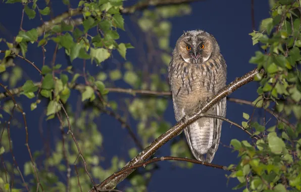 Picture branches, tree, owl, bird, Long-eared owl