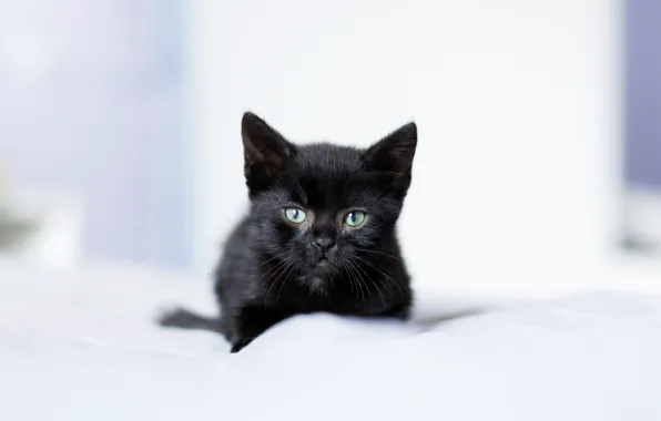 Picture look, baby, kitty, black kitten