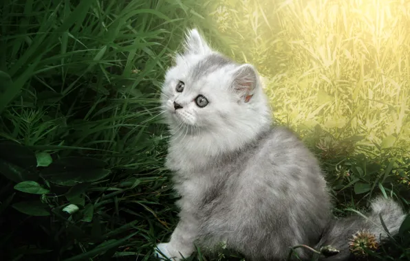 Cat, grass, look, light, grey, glade, light, baby