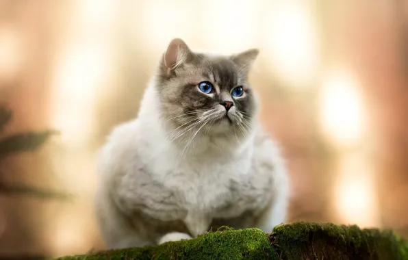 Cat, cat, look, light, nature, moss, stump, face