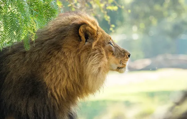 Picture look, face, leaves, light, branches, nature, Leo, profile
