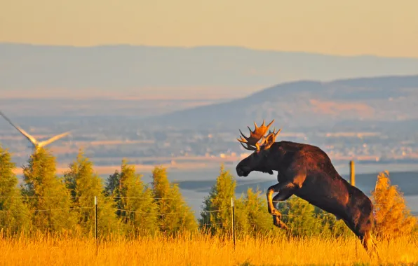 Picture landscape, jump, the fence, horns, moose