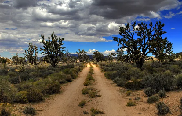 Road, desert, USA, Mojave, Joshua Trees