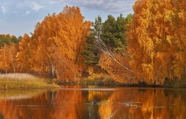 Picture autumn, forest, trees, lake, Russia, Oleg Bogdanov