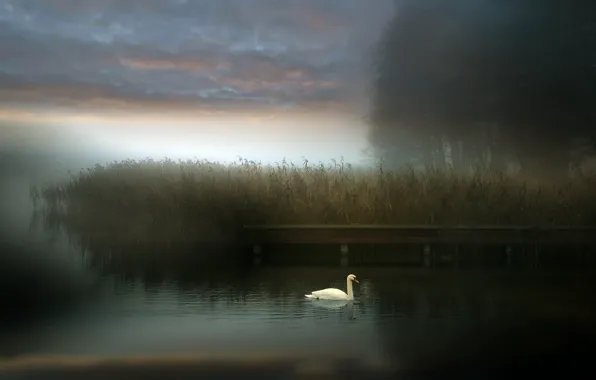 Picture fog, lake, Swan